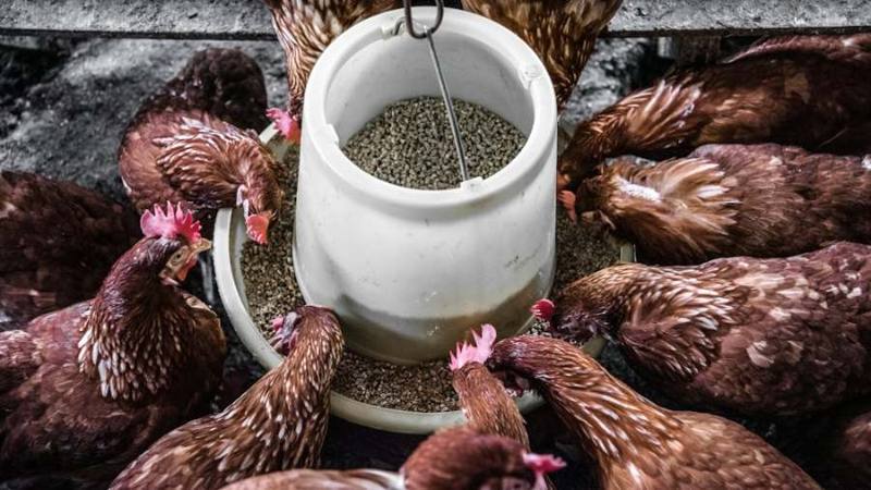 Feed Additive