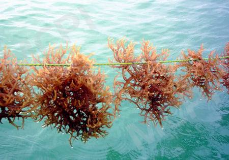 Kappa Carrageenan