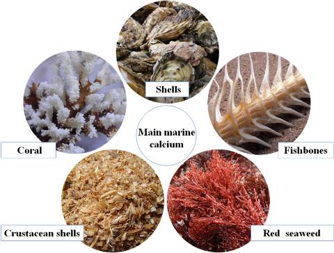 Calcium Carbonate Oystershell (JP)