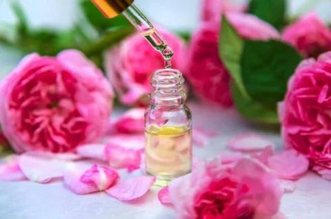 Rose Geranium Oil